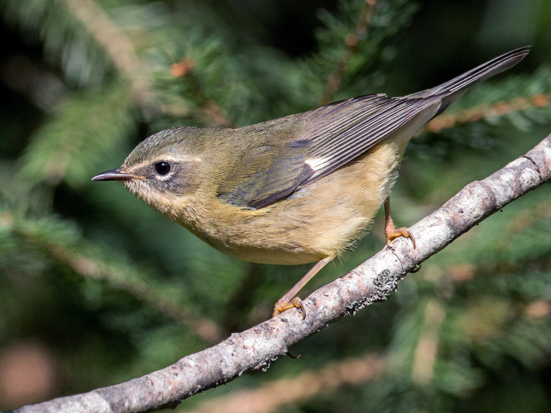 Black-throated Blue Warbler - Ian Davies