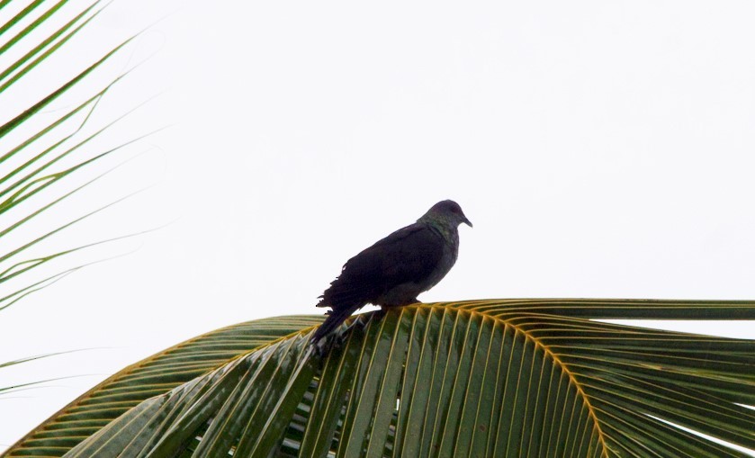 Sao Tome Pigeon - ML64806231