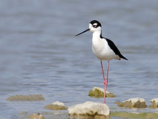 成鳥 (Black-necked) - Joshua Vandermeulen - ML64806511