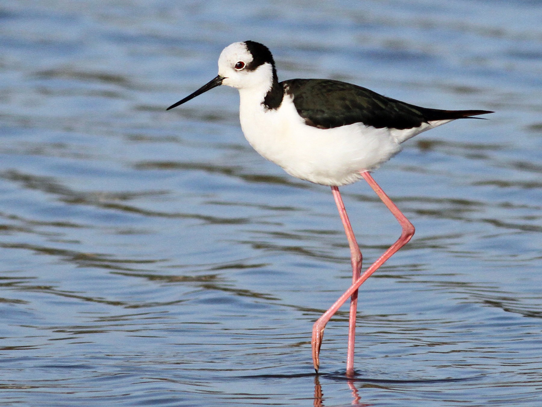 Black-necked Stilt Drink Wrap  Adjustable wildlife Cozies - Laterzees