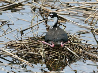 Adulte (Black-necked) - Steve Calver - ML64806571