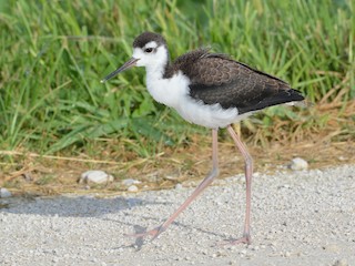 Juvénile (Black-necked) - Anonymous - ML64806601