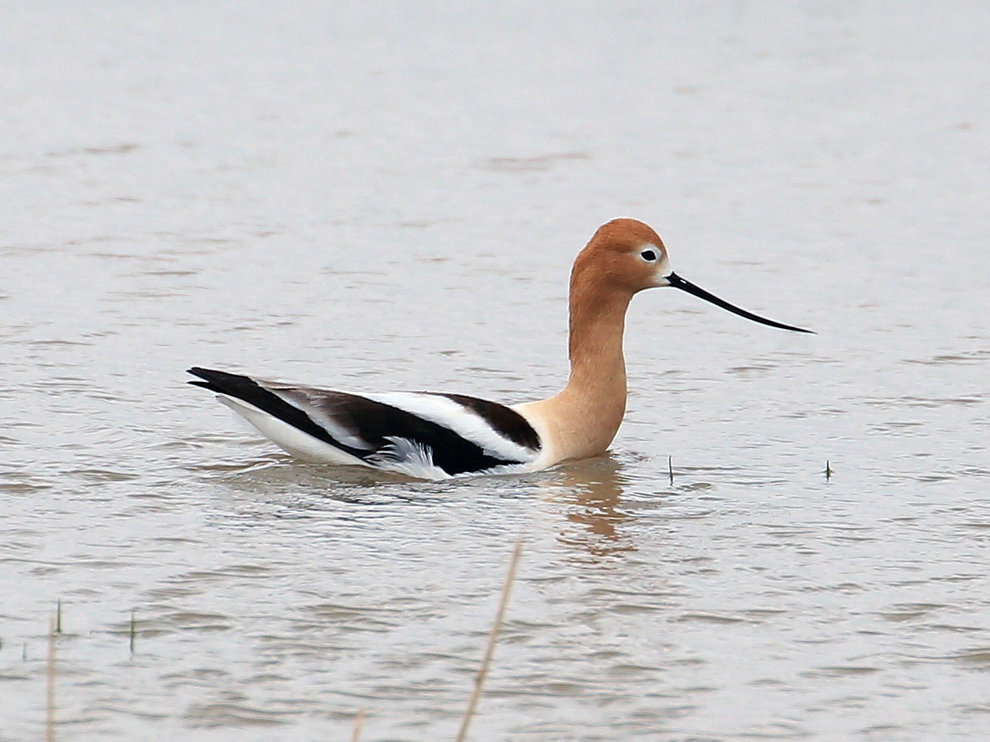 American Avocet - Tim Lenz