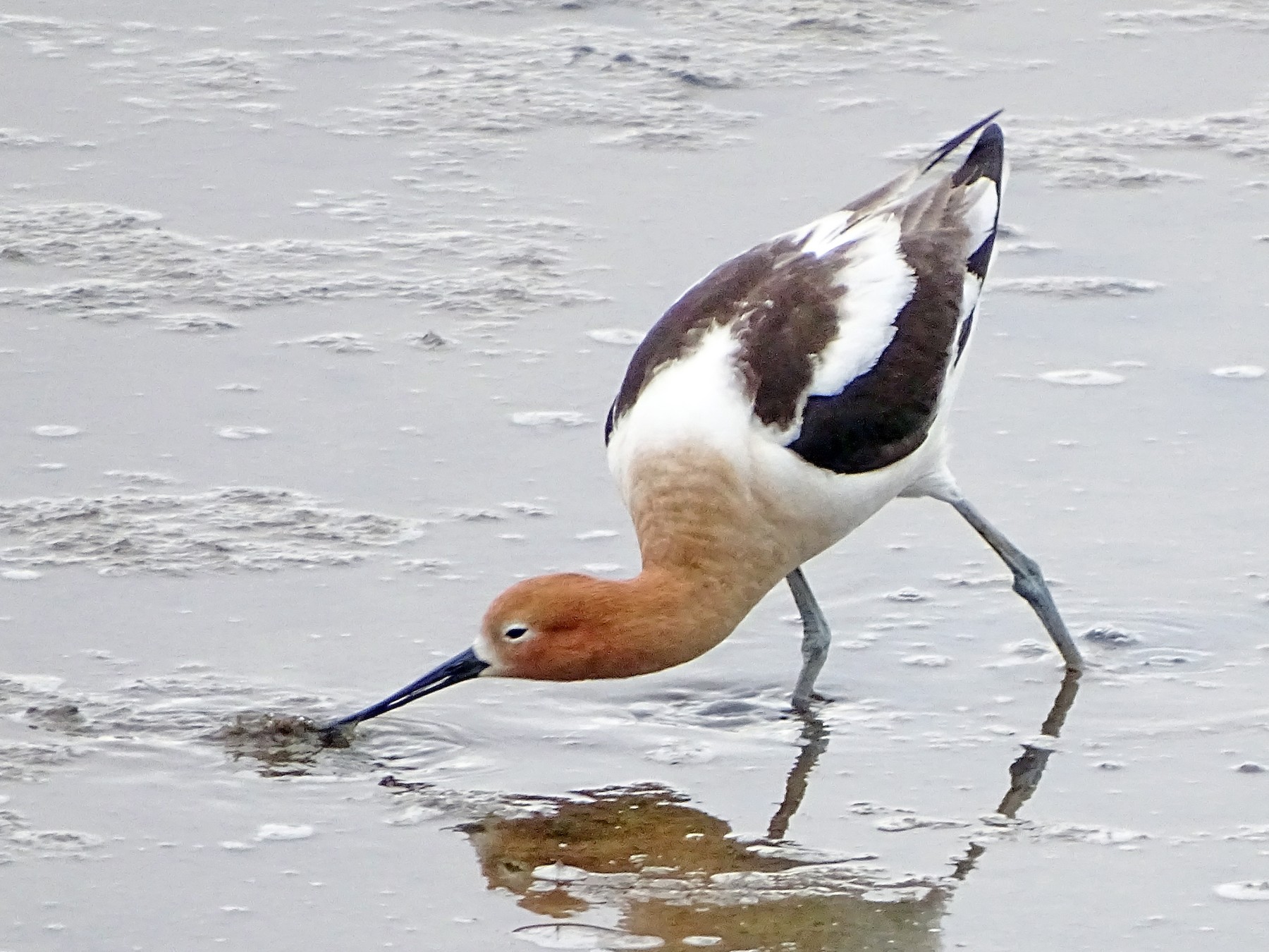 American Avocet - Paul Barchilon