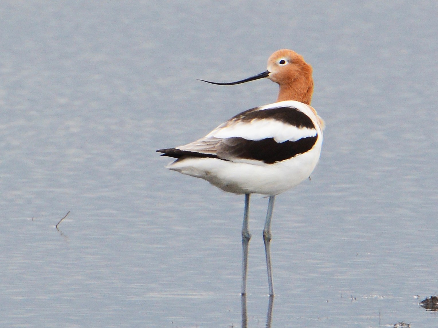 American Avocet - Peter Nichols