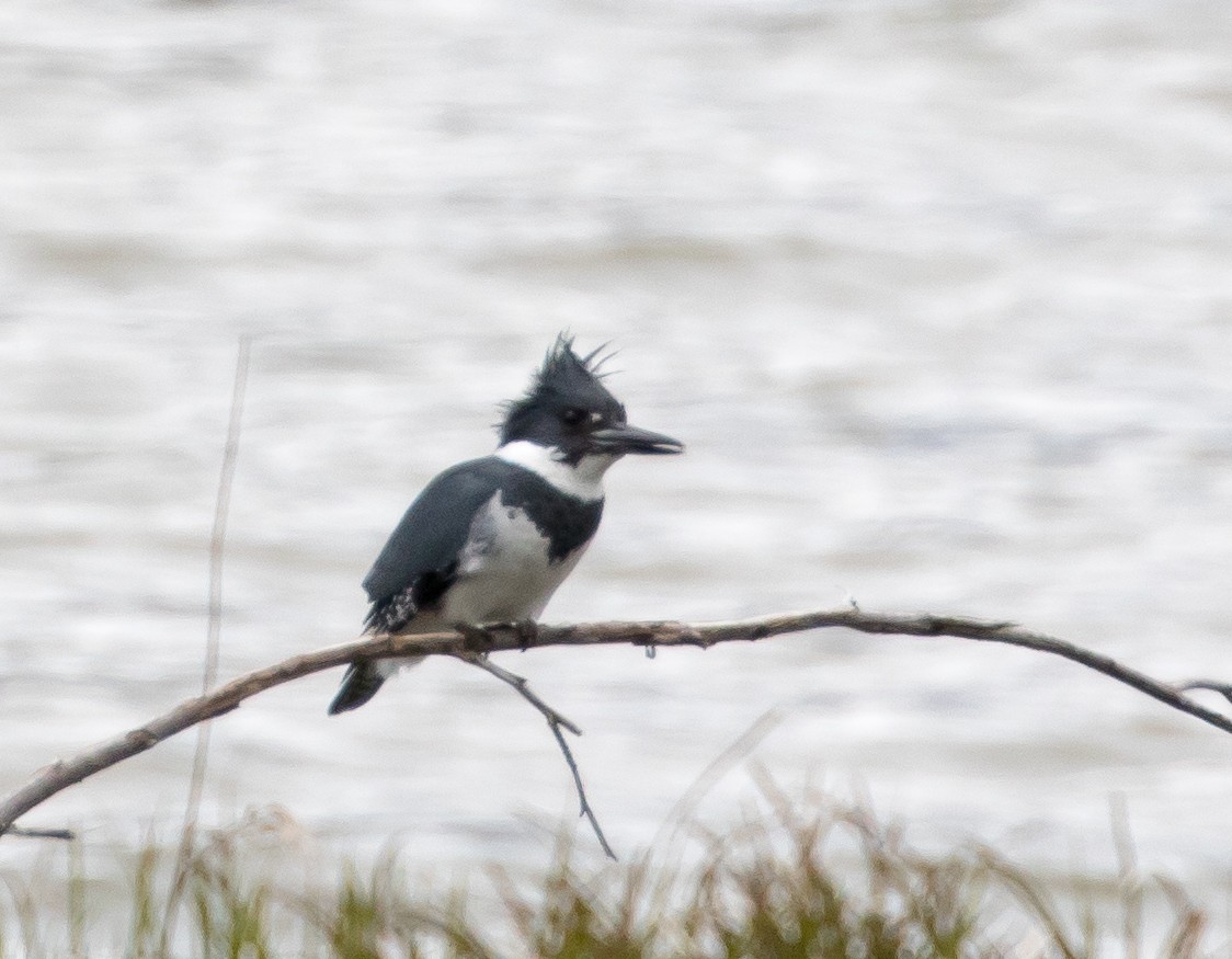 Belted Kingfisher - ML64807191
