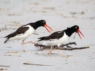  - American Oystercatcher