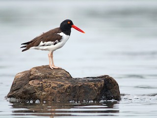  - American Oystercatcher
