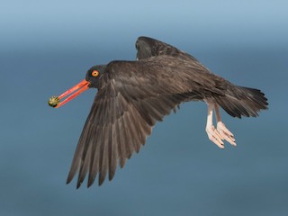  - Black Oystercatcher