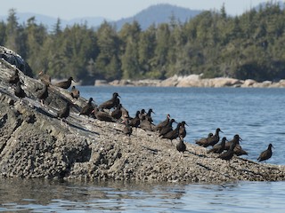  - Black Oystercatcher