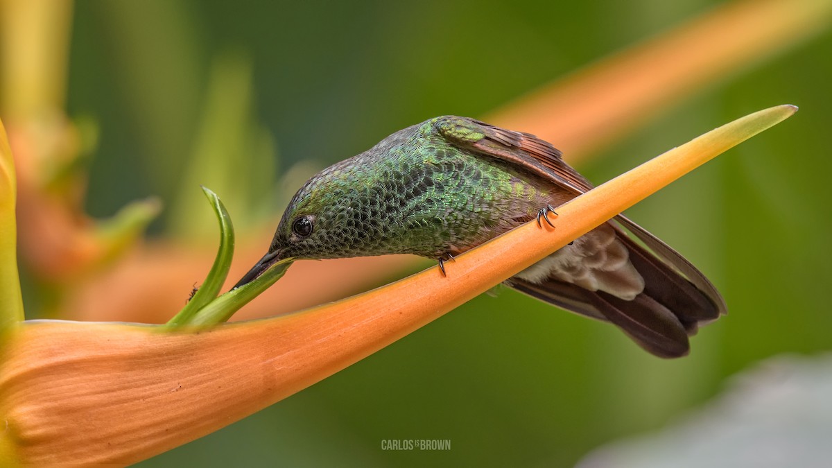 Berylline Hummingbird - Carlos García