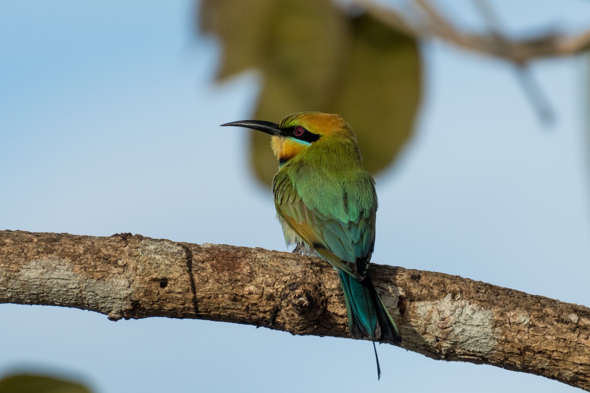 Rainbow Bee-eater - ML64808451