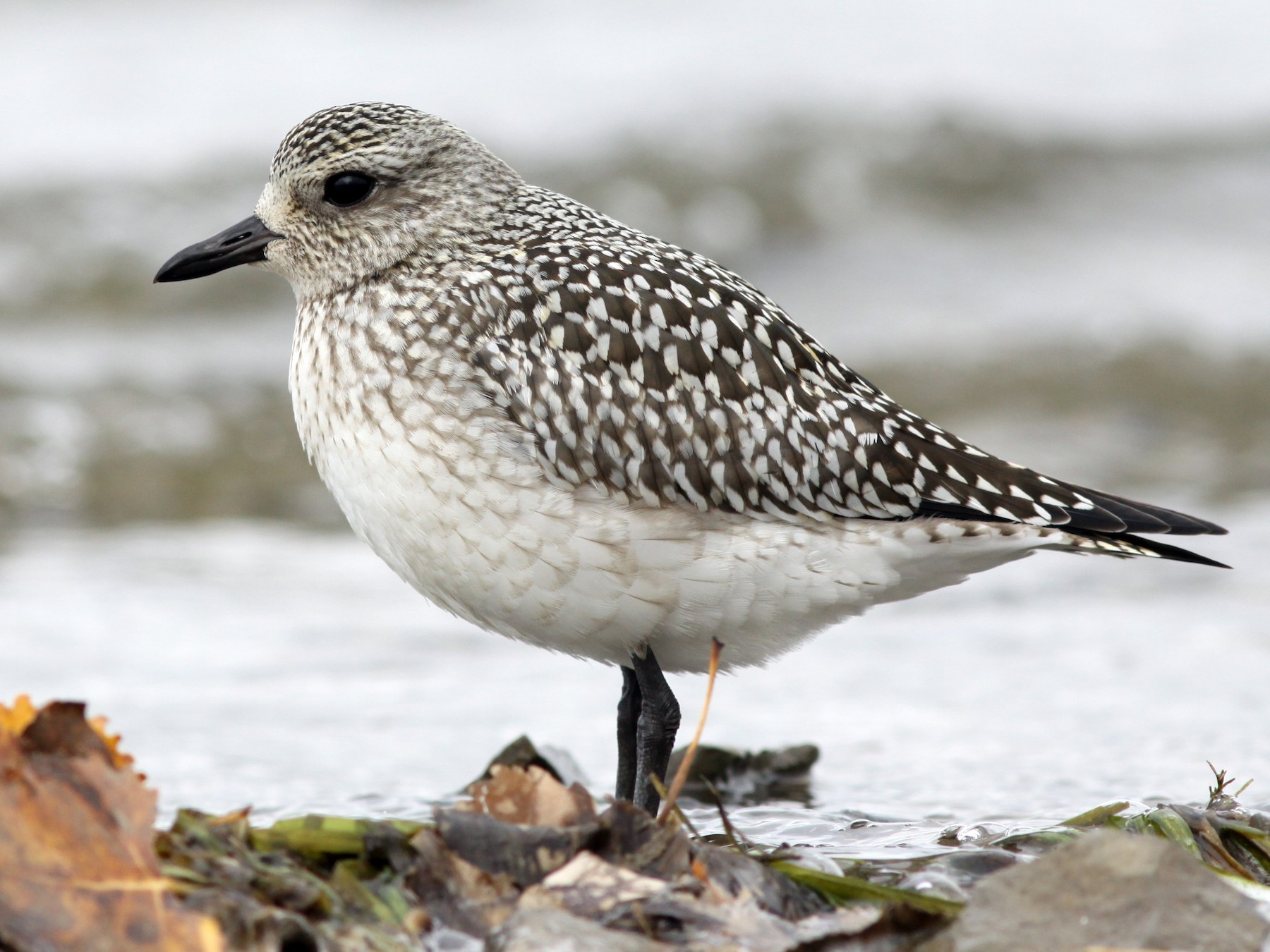 black bellied plover black plover black bellied plover call