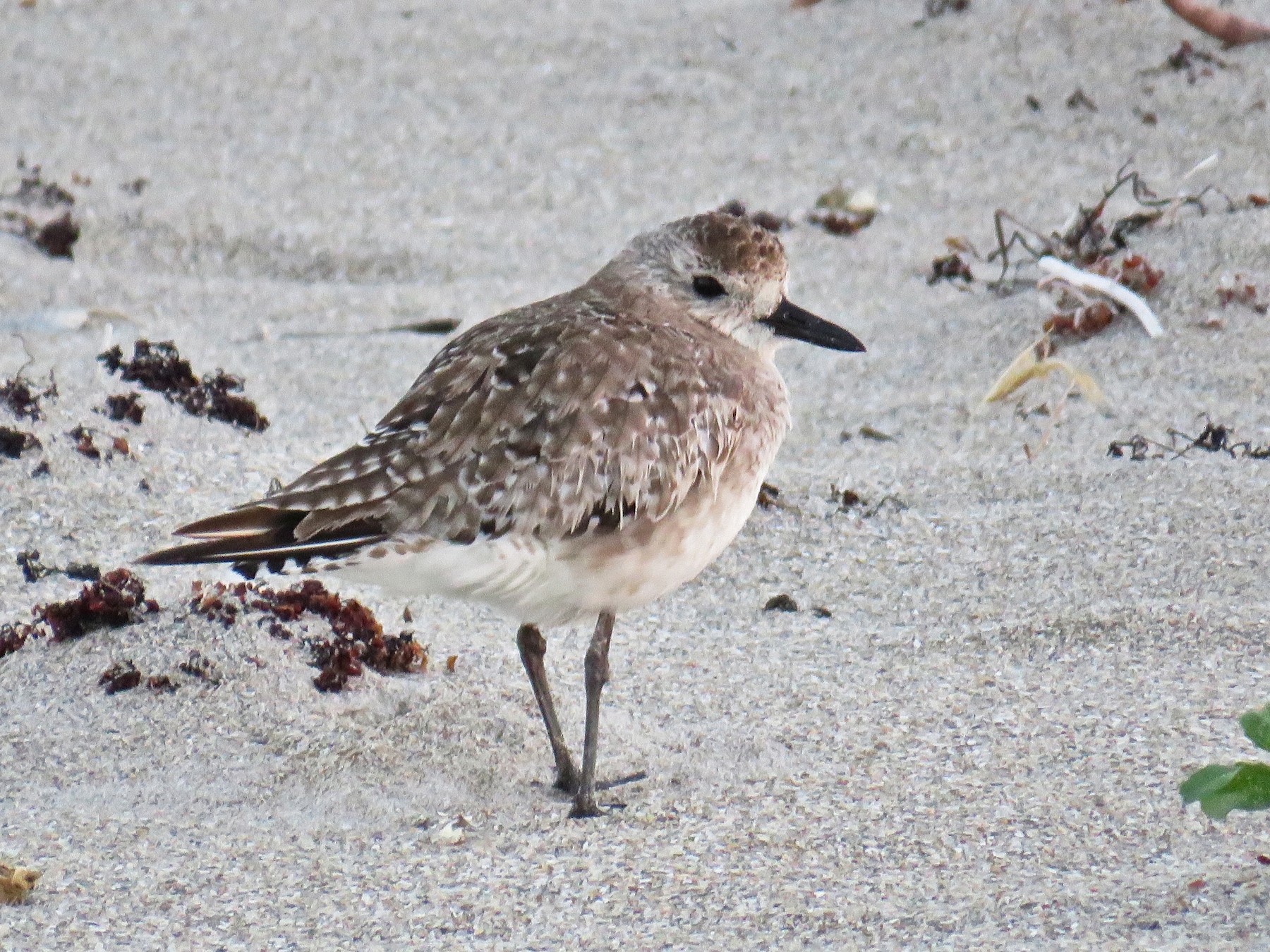 Black-bellied Plover (Grey Plover) - eBird