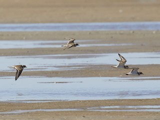  - Semipalmated Plover