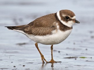  - Semipalmated Plover
