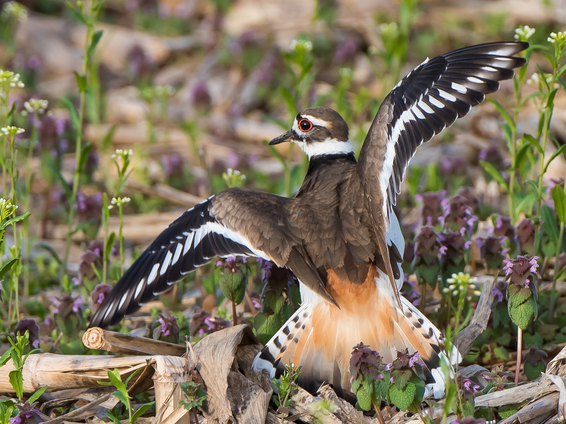 Killdeer - Bonnie Ott