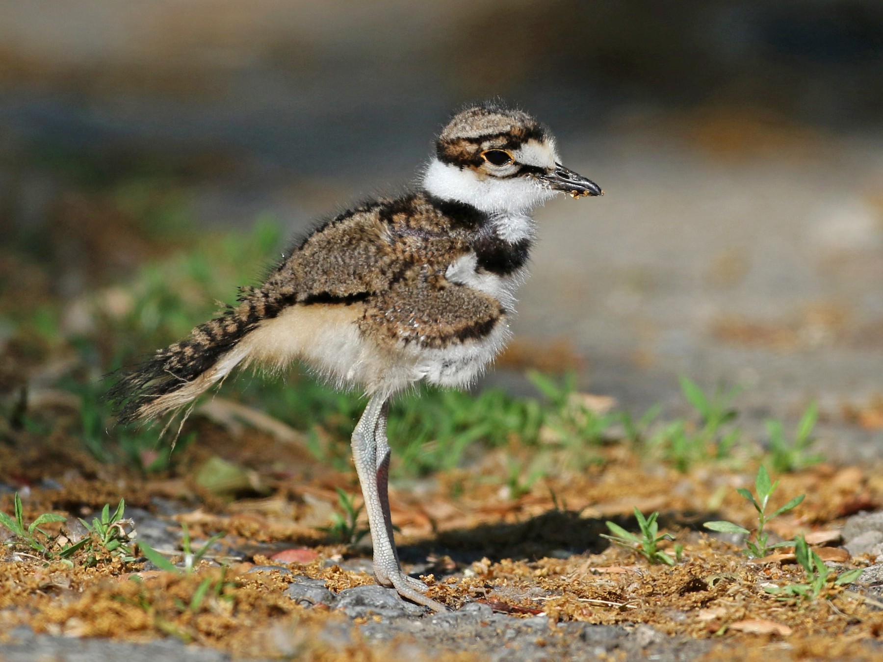 Killdeer - Jay McGowan