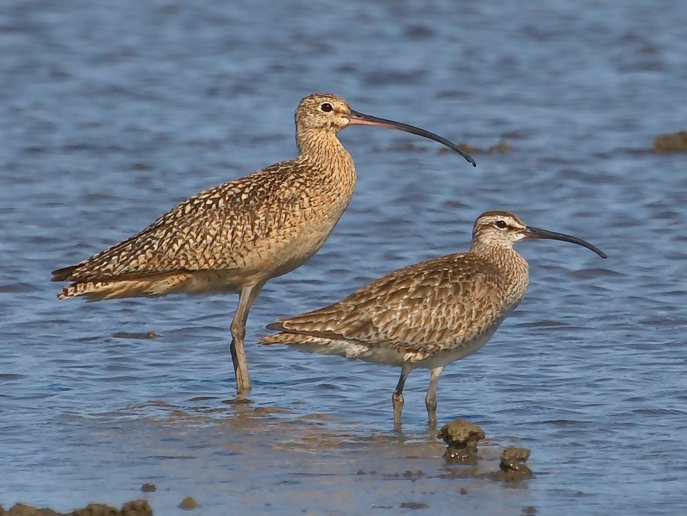 Whimbrel - DigiBirdTrek CA