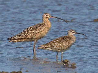 Adult ((with Long-billed Curlew) - DigiBirdTrek CA - ML64810271
