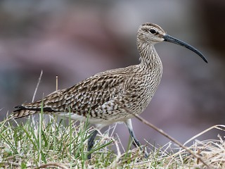 Hudsonian/Eurasian Whimbrel - eBird
