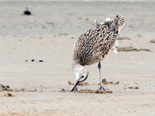  - Long-billed Curlew
