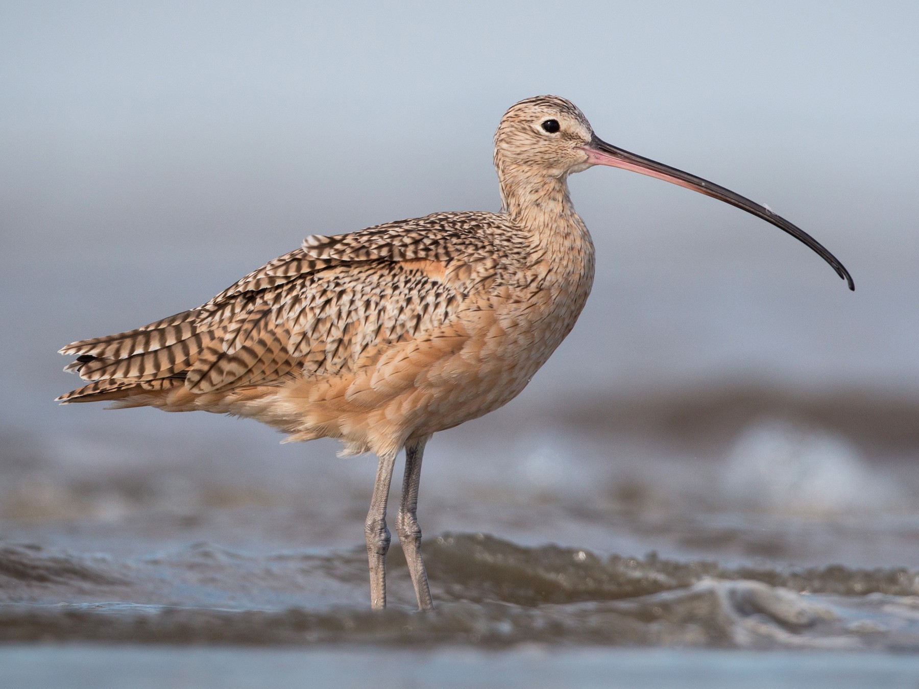 Long-billed Curlew - Ian Davies