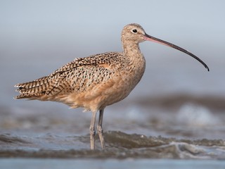  - Long-billed Curlew
