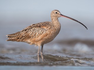 アメリカダイシャクシギ - eBird