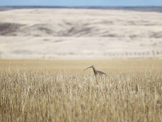  - Long-billed Curlew