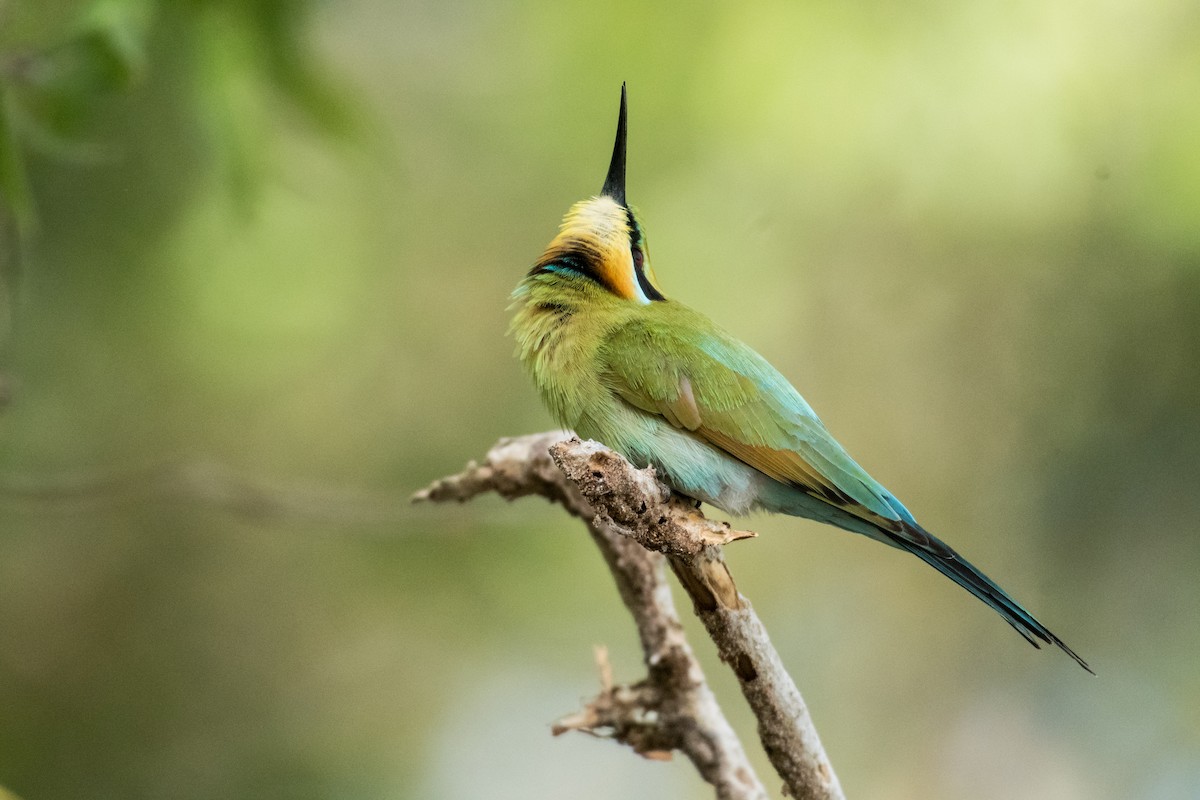 Rainbow Bee-eater - ML64810931