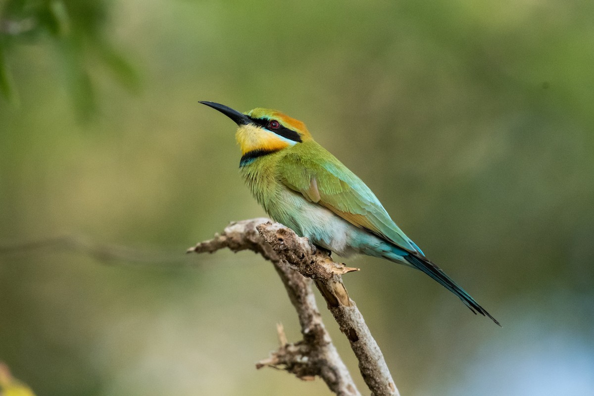 Rainbow Bee-eater - ML64810941