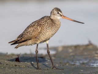  - Marbled Godwit