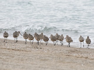  - Marbled Godwit