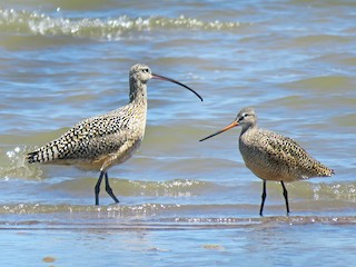 Ynglende adult (with Long-billed Curlew) - Suzanne Odum - ML64811451