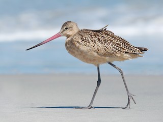 - Marbled Godwit