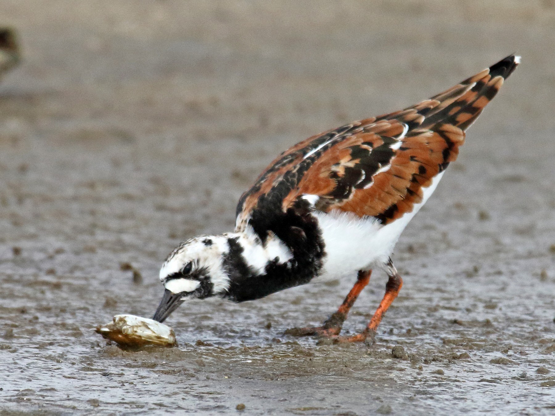 Ruddy Turnstone - Laure Wilson Neish