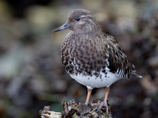 黑白鳥 クロキョウジョシギ - eBird