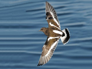 Nonbreeding adult/immature - Steven Mlodinow - ML64812701