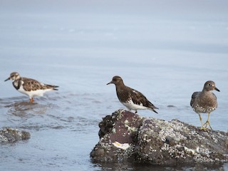 nicht brütender Adultvogel / immatur (mit Ruddy Turnstone and Surfbird) - Jonathan Vargas - ML64812741