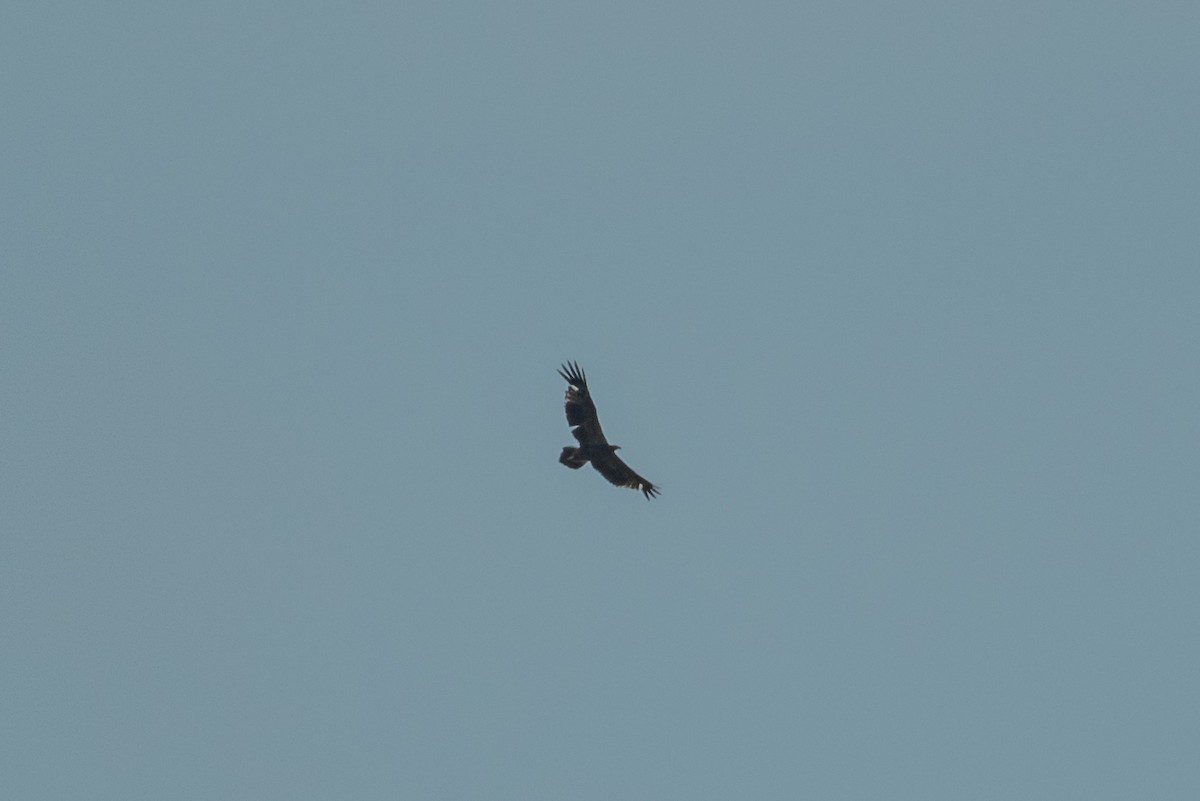 Wedge-tailed Eagle - ML64813561