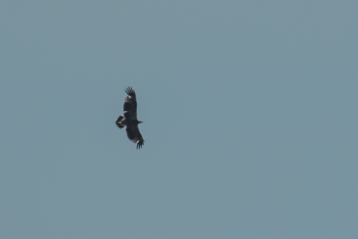 Wedge-tailed Eagle - ML64813591