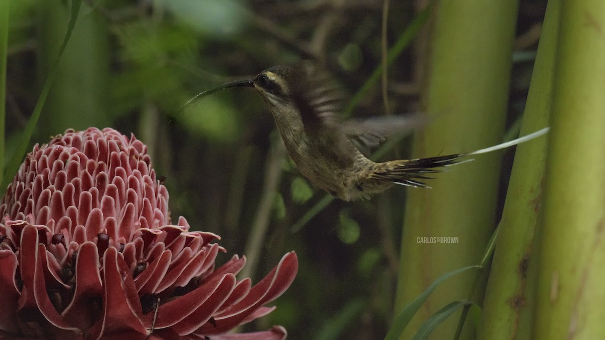 kolibřík západomexický - ML64813931