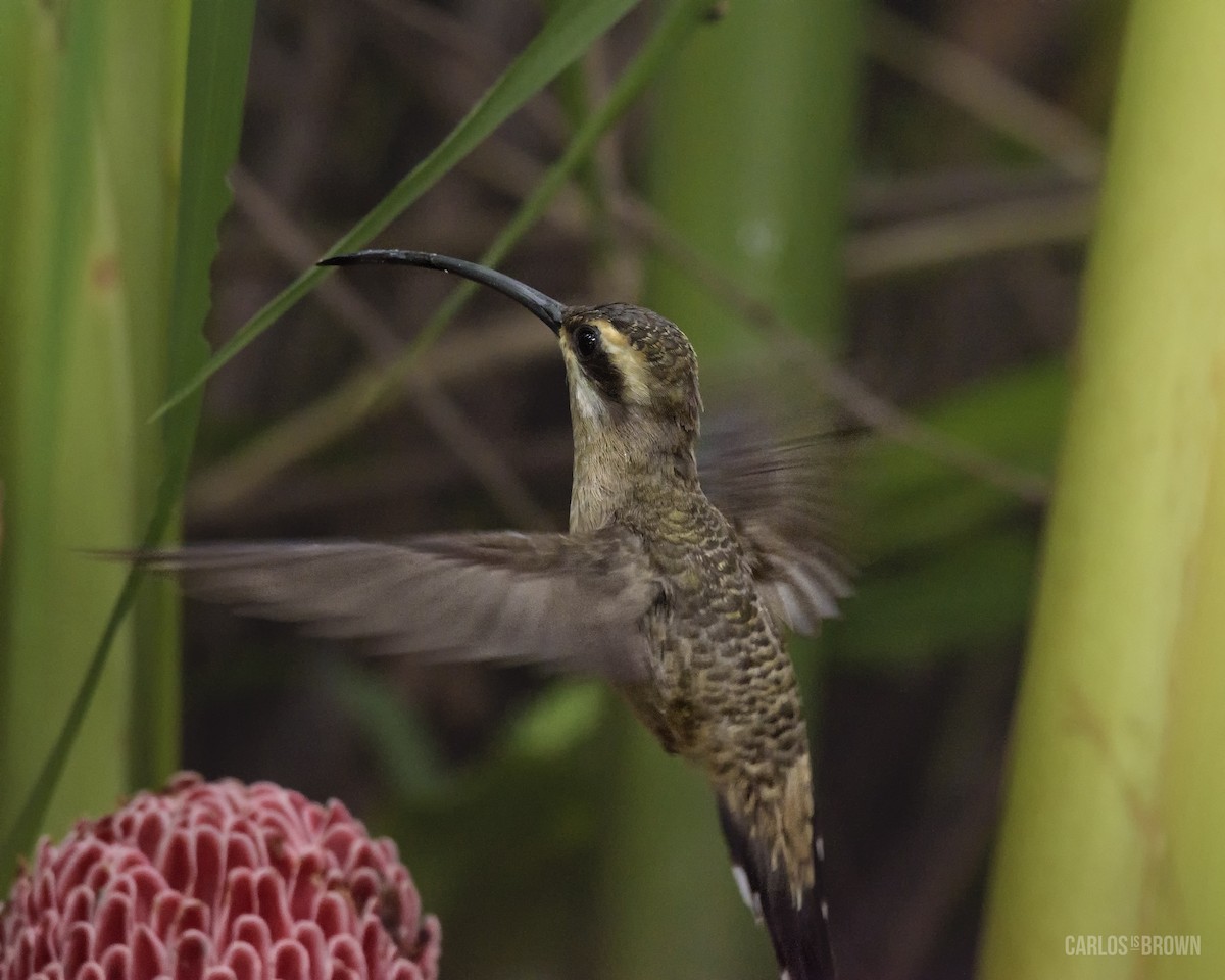 kolibřík západomexický - ML64813951