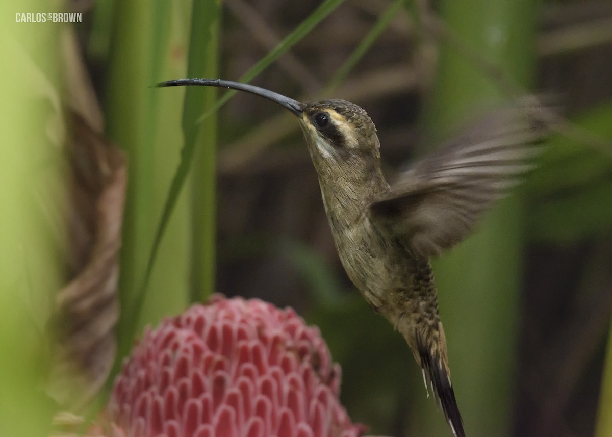 kolibřík západomexický - ML64813961