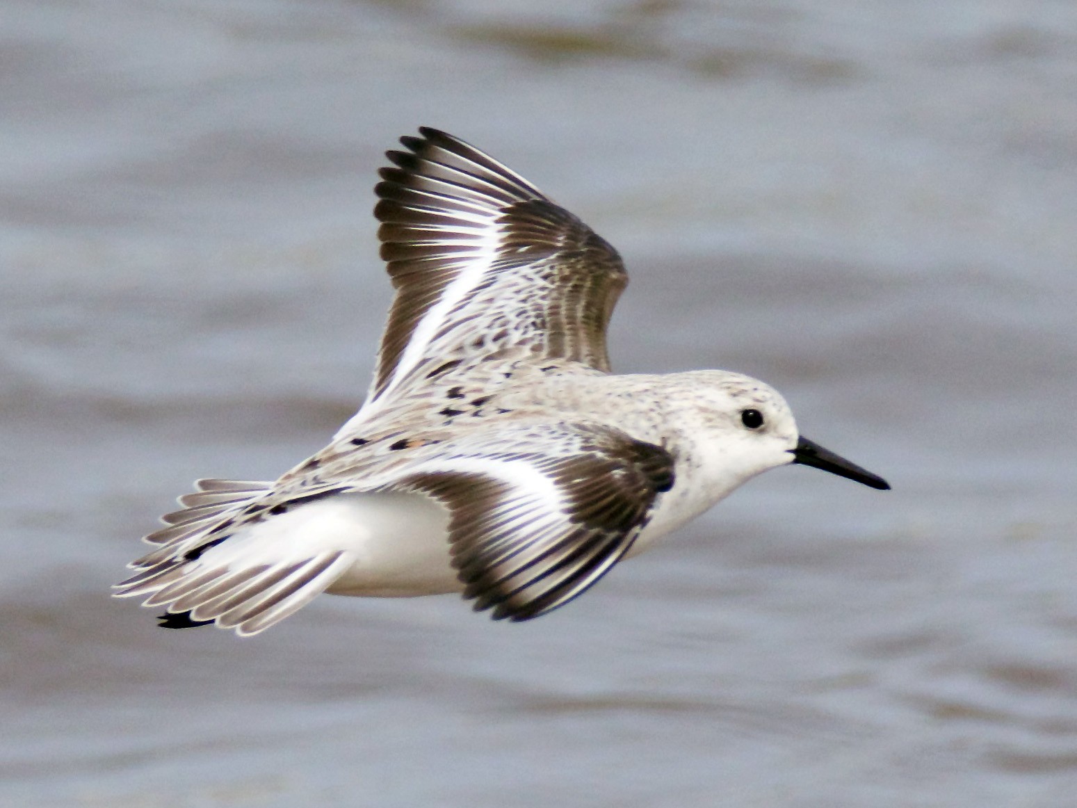 Sanderling - John P Richardson