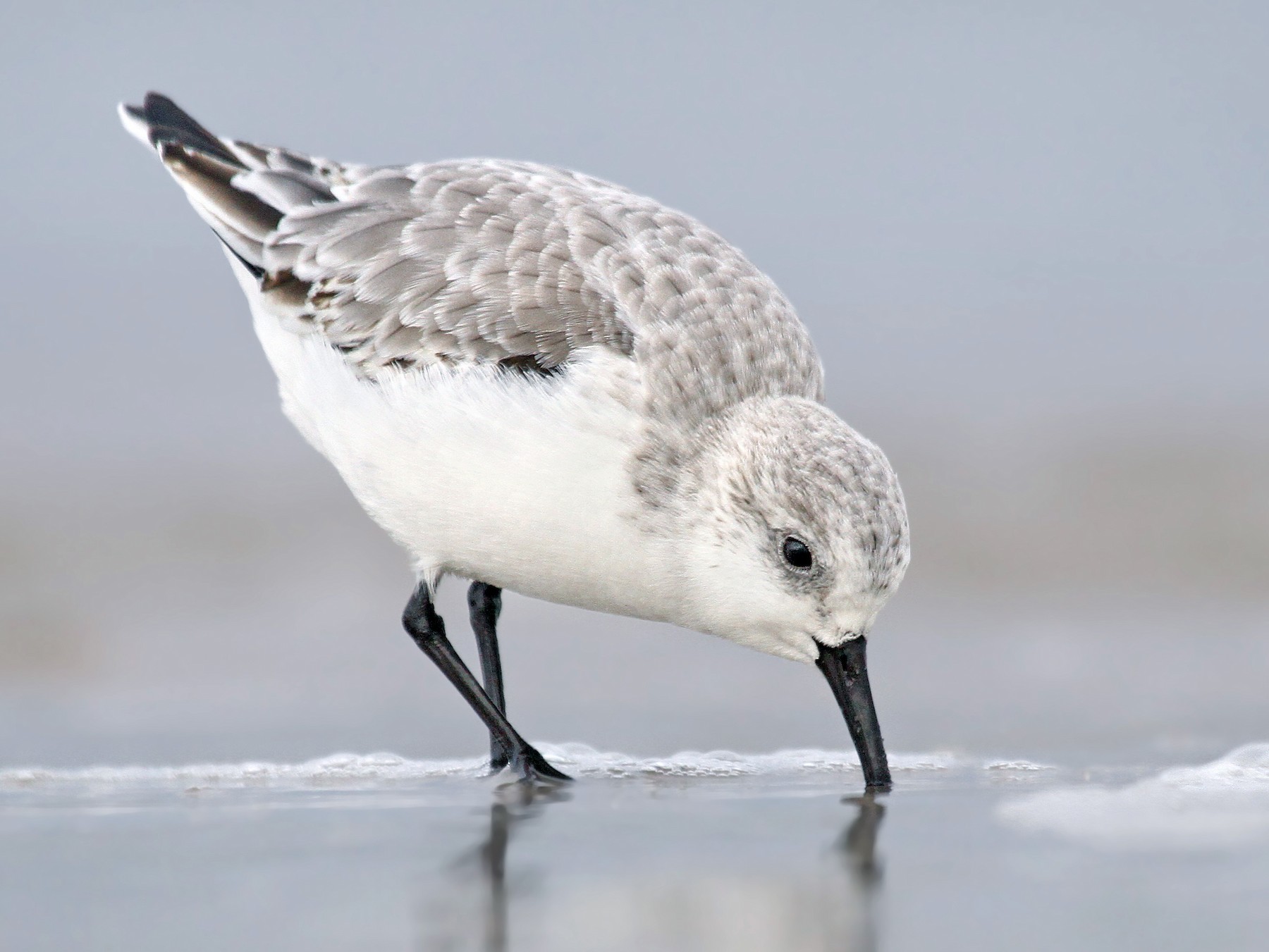 Sanderling - eBird