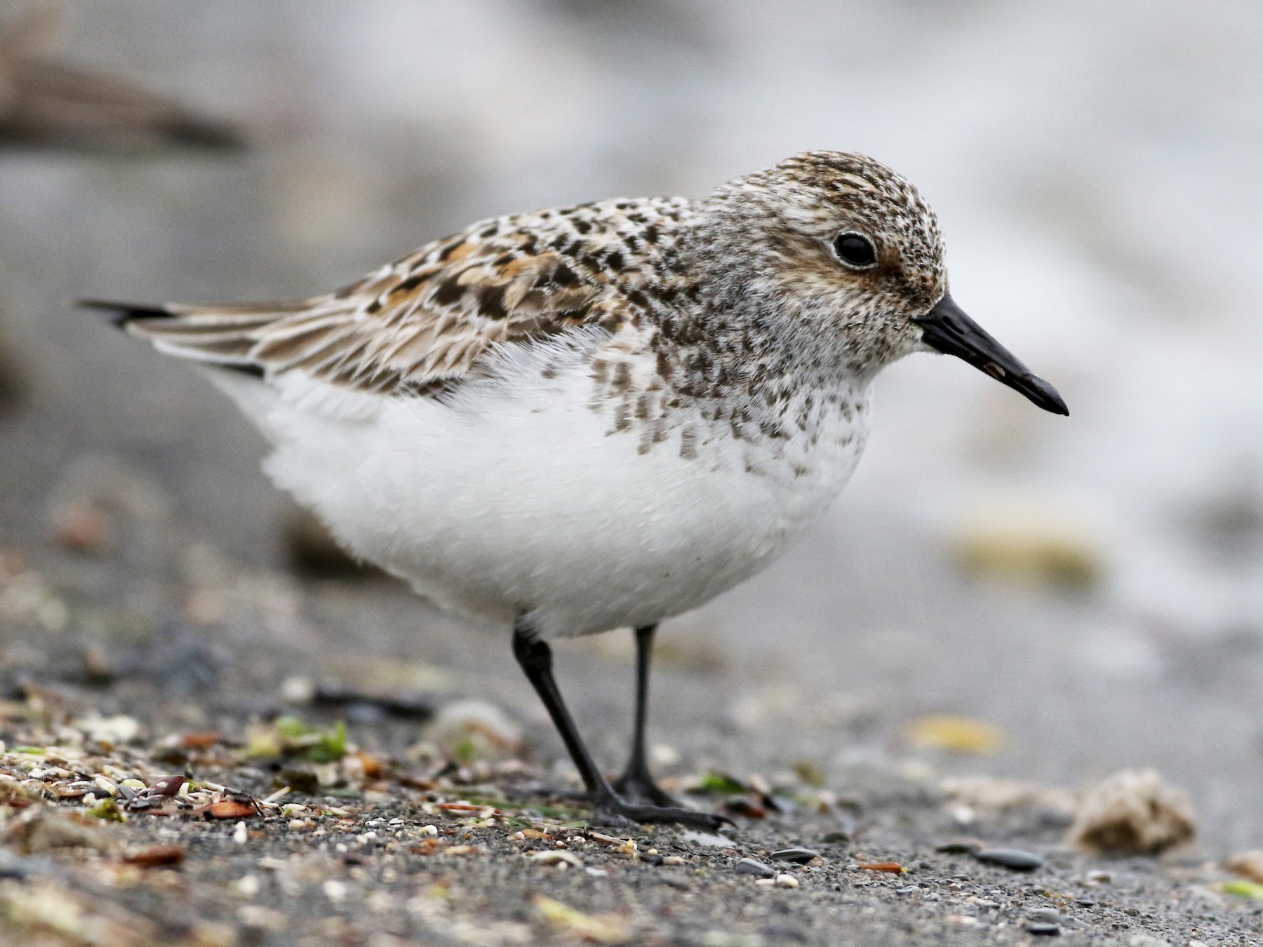 Sanderling - Jay McGowan