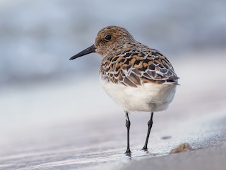  - Sanderling