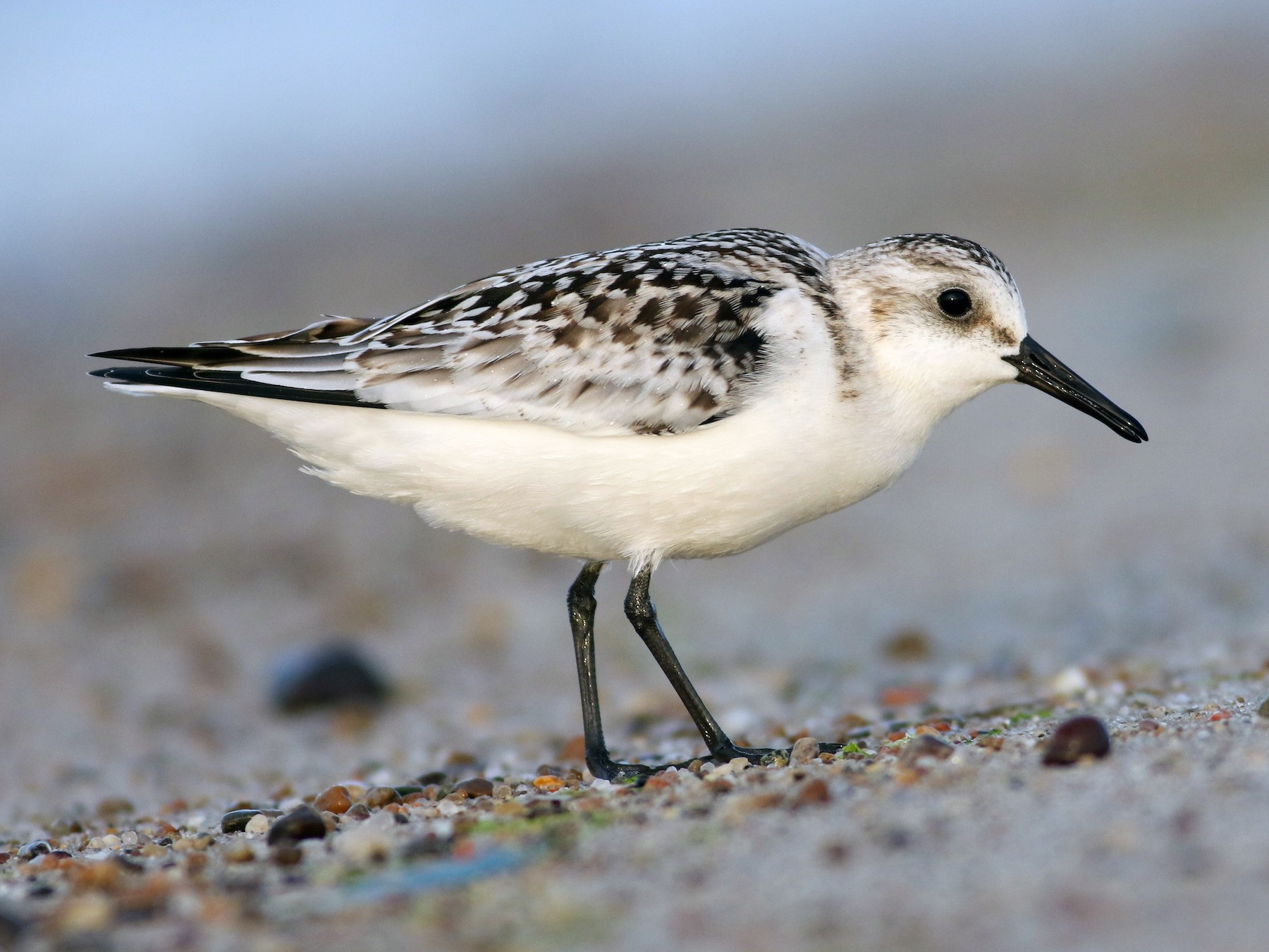 Sanderling - Jonathan Eckerson